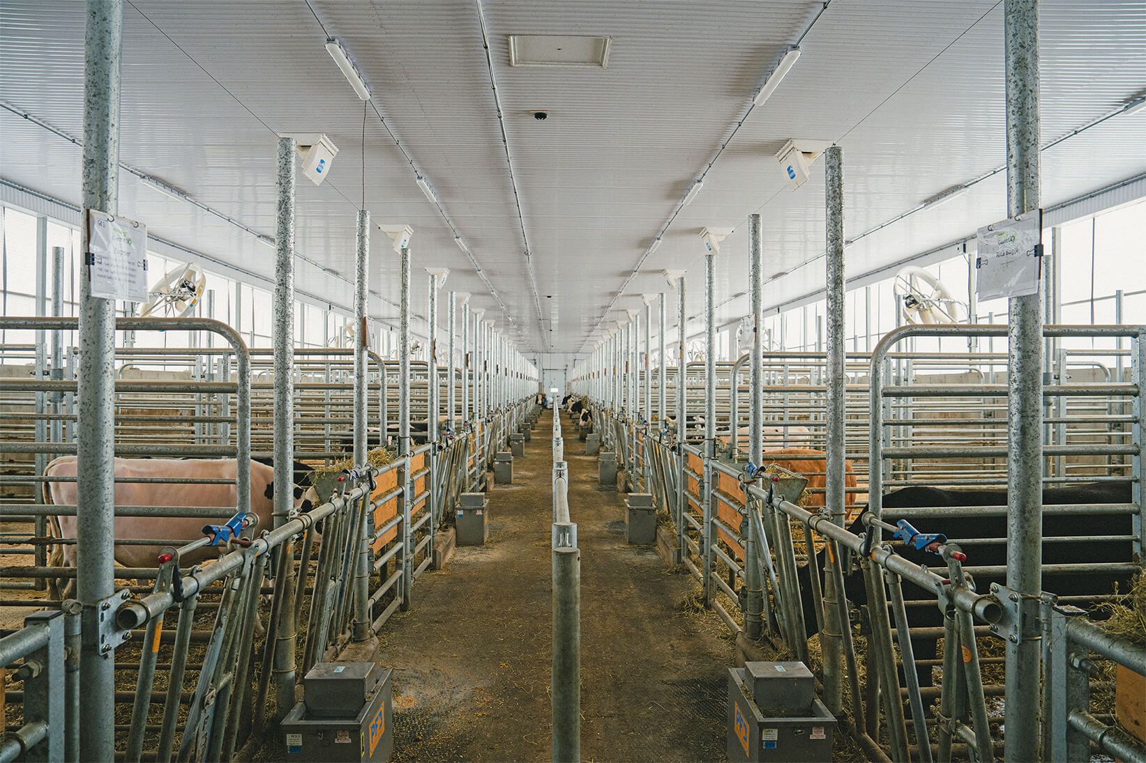 Bâtiment et pension pour l’ajout de 130 taureaux reproducteurs.