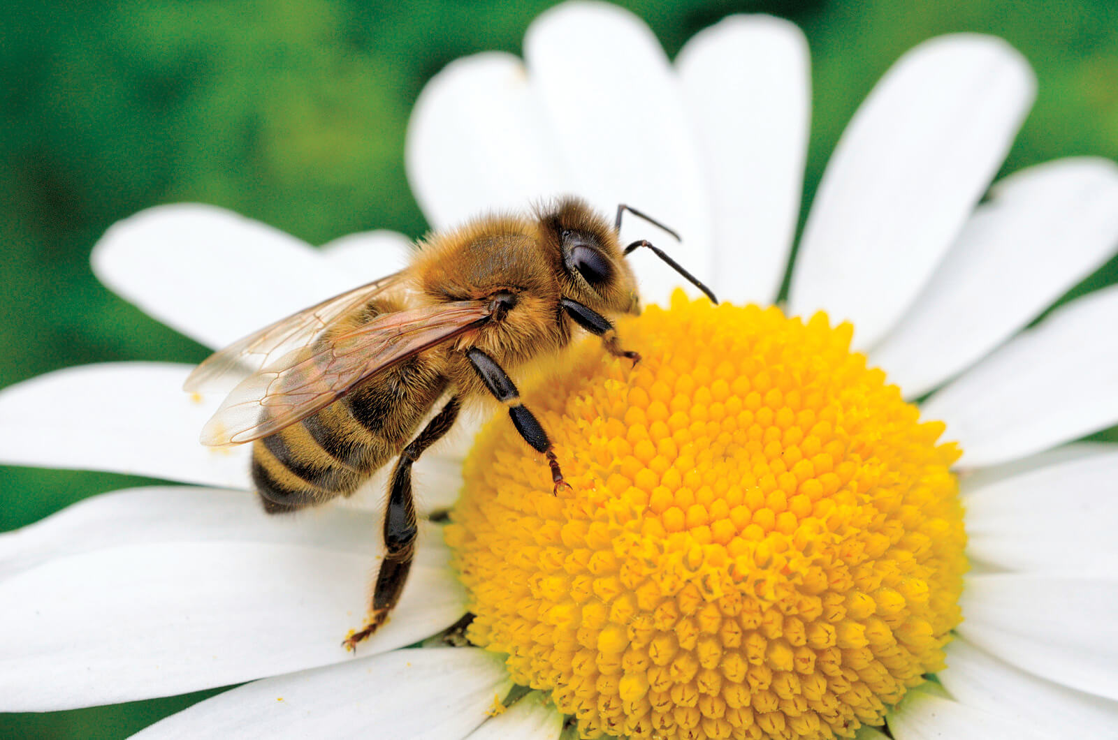 A brand new vaccine for bees