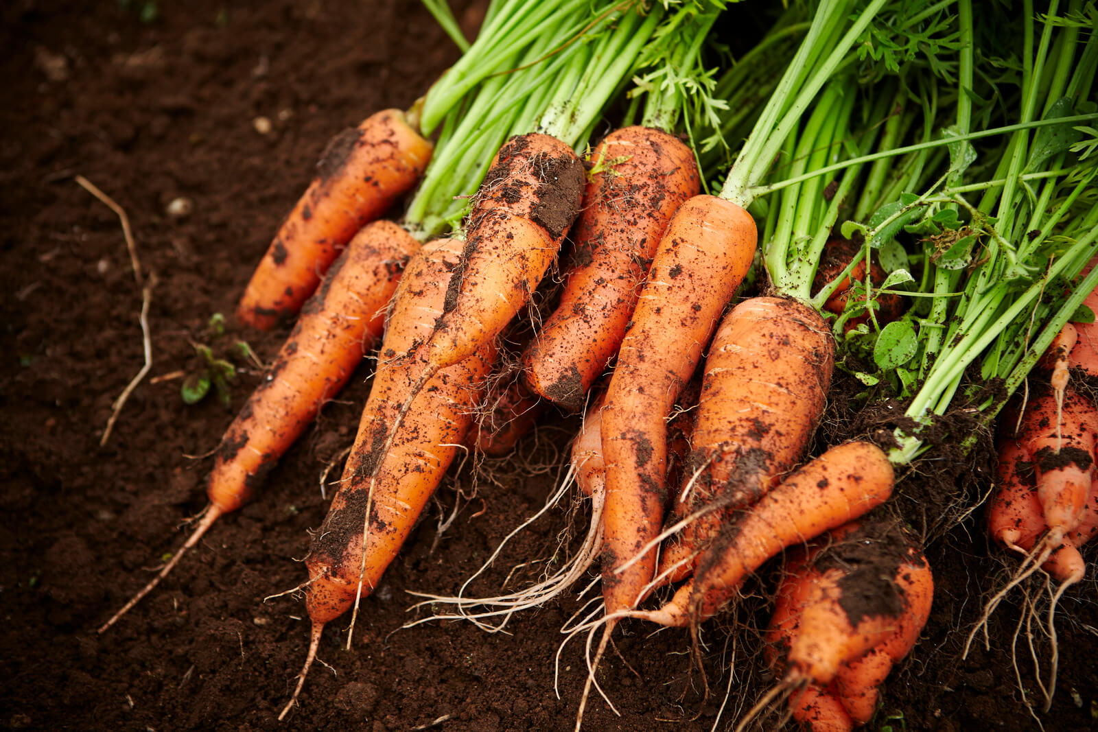 Désherber la carotte en rotation avec les grandes cultures