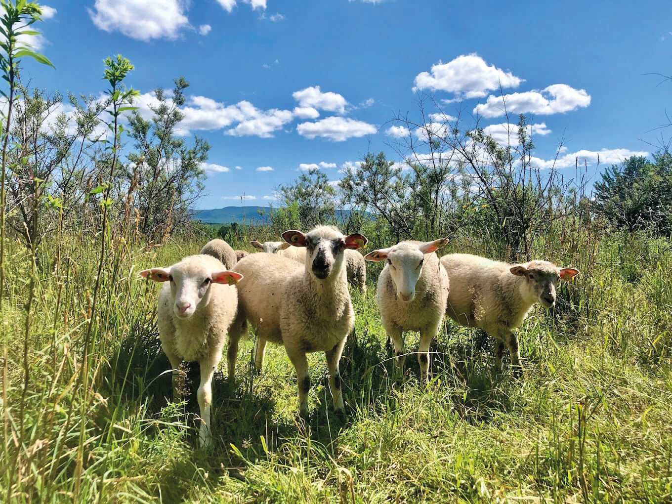 Finding Land to Fulfil a Dream