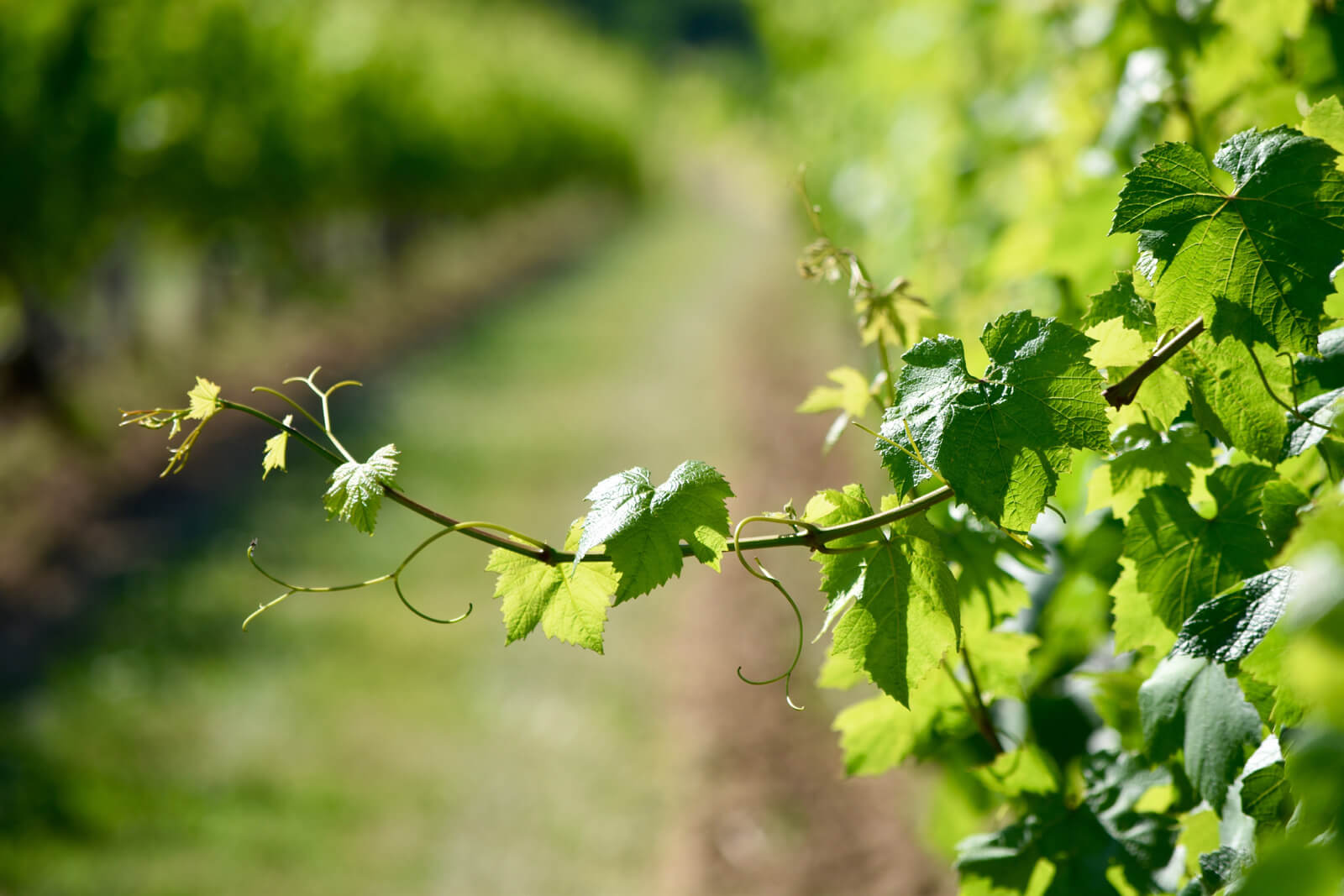 Les arômes du vin de demain