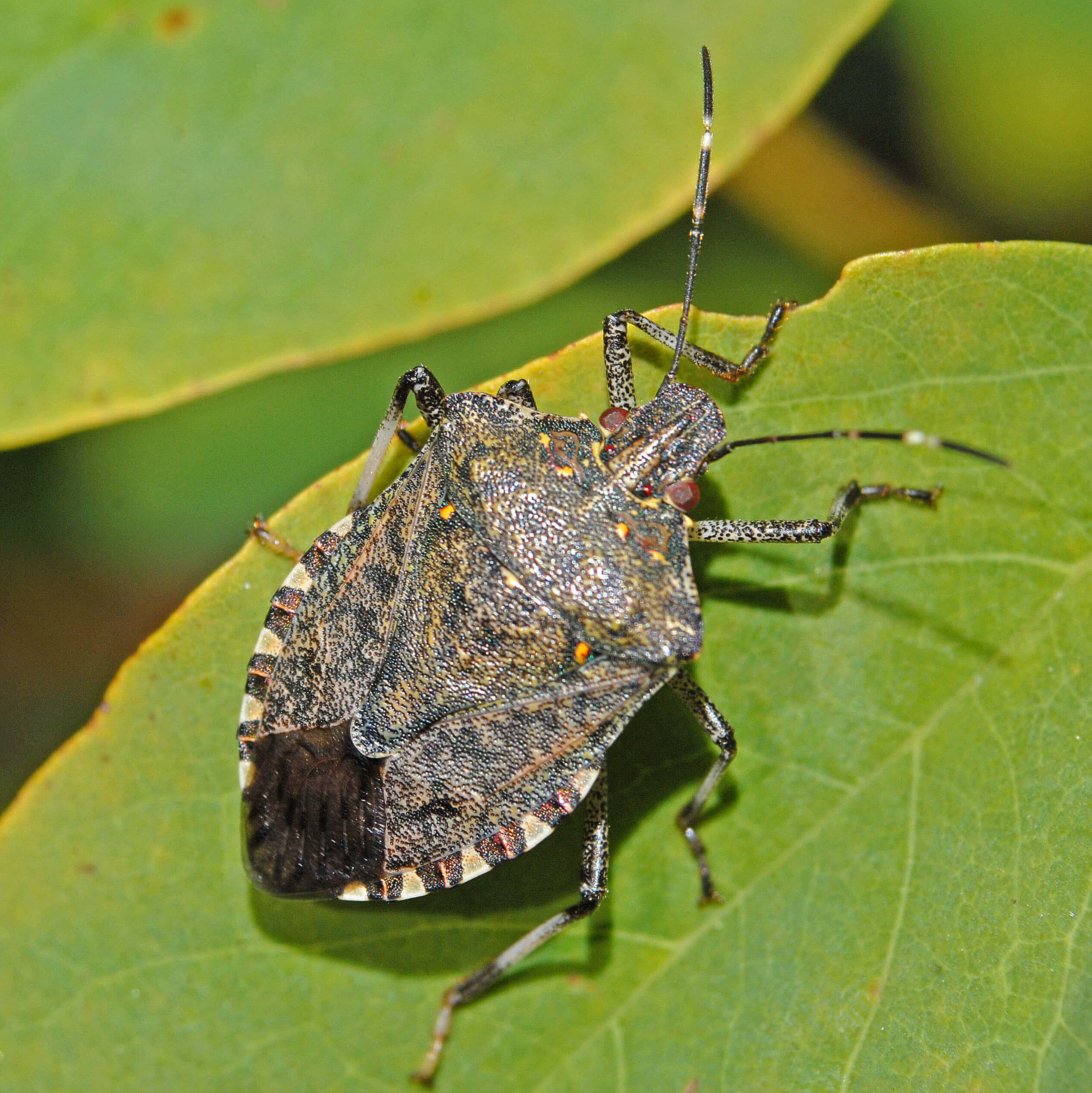 Un insecte nauséabond à tenir à l'œil