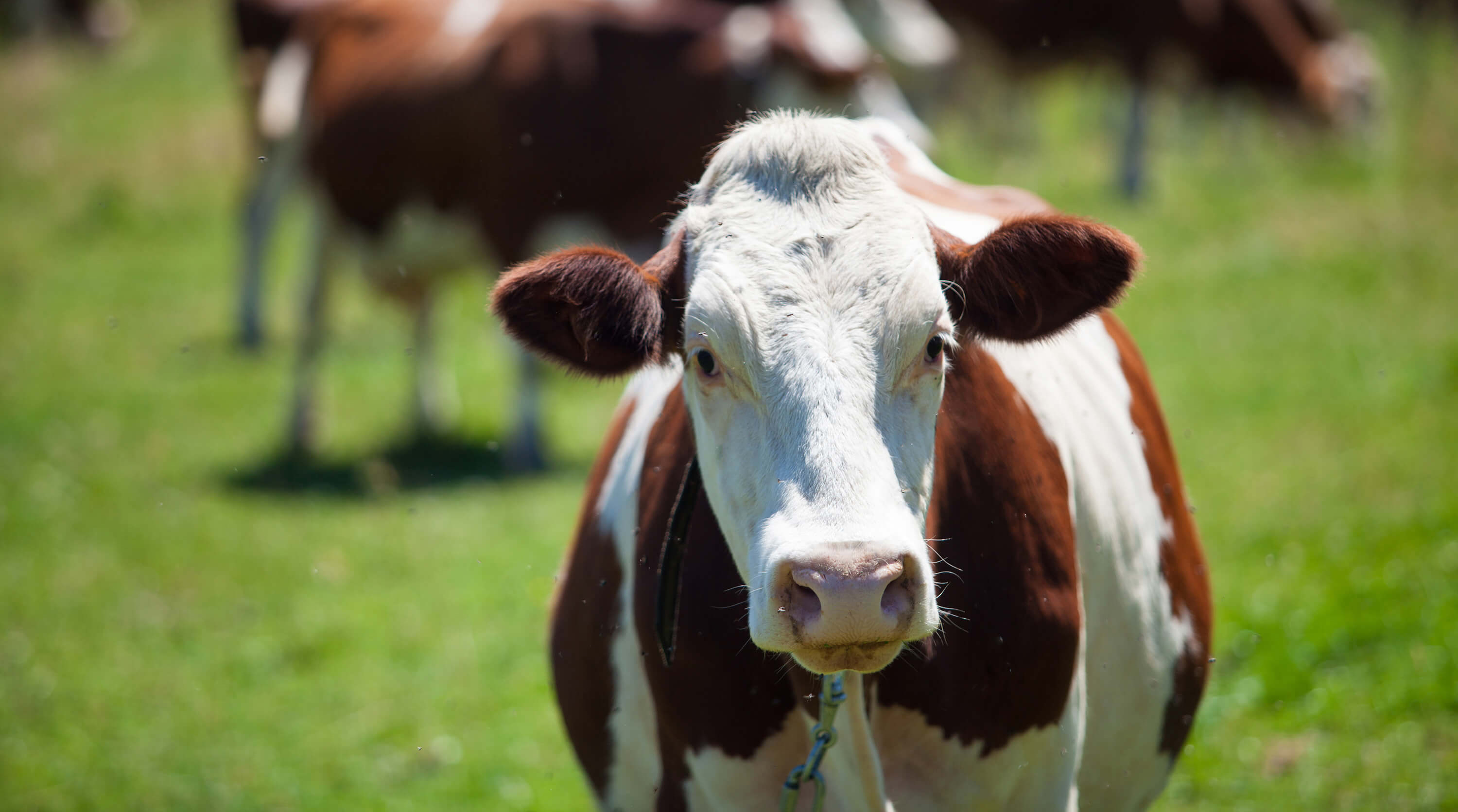 Rethinking Dairy With Regenerative Farming Practices