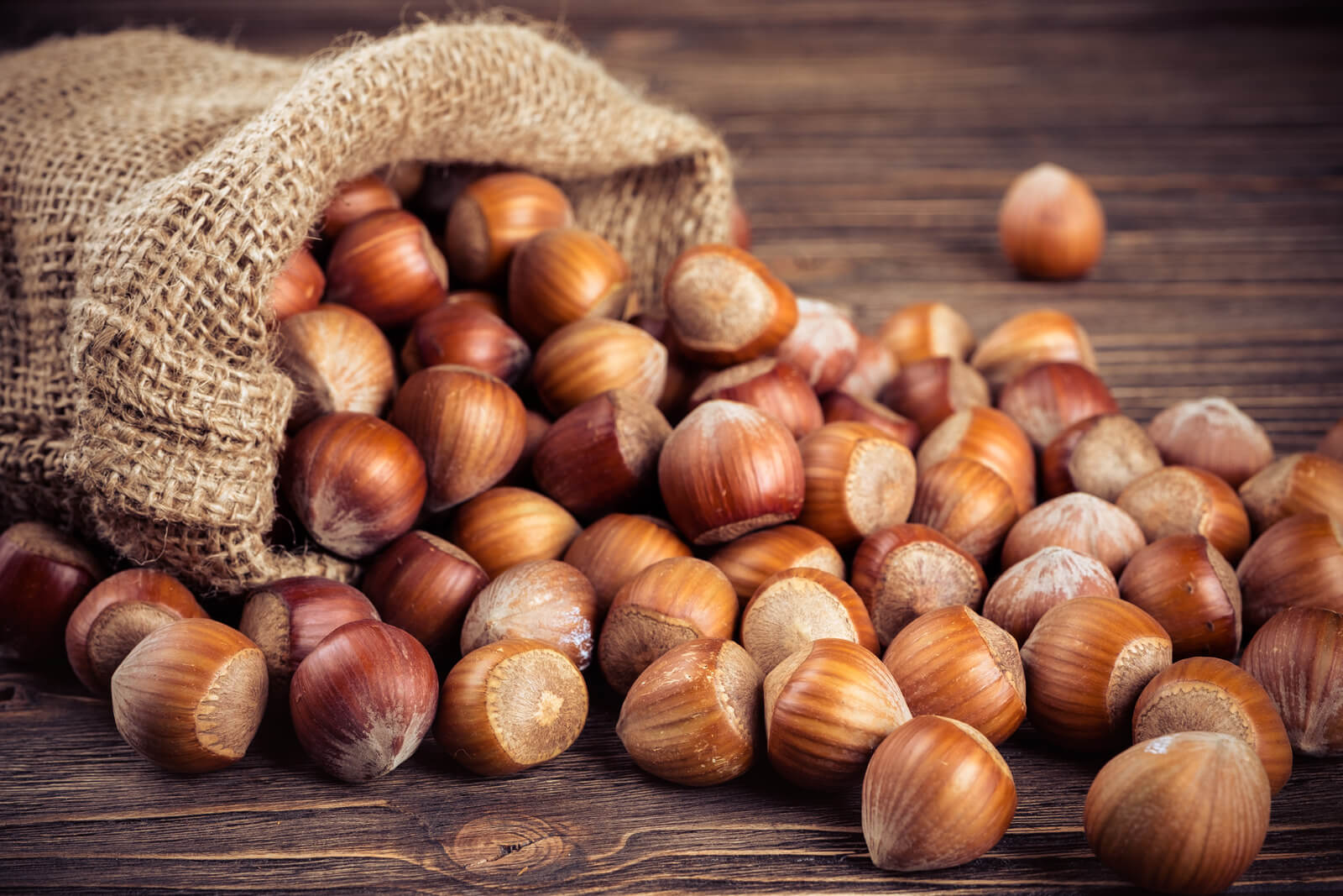 The First Hazelnut Farming Symposium in Quebec