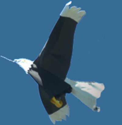 Effaroucheur d'oiseaux visuel  