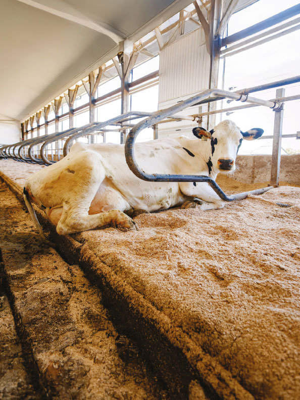 Matelas d'eau DCC Waterberds 