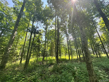 Gestion David Couture inc. / Gestion Sara de Grady (Sutton) Terre à bois À vendre