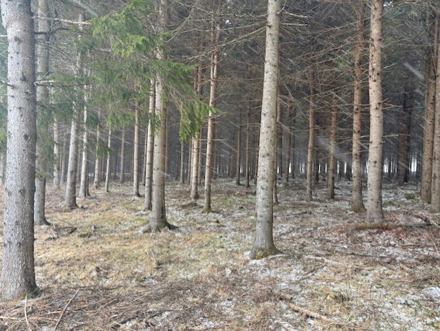 Dyane Cotnoir, Courtage agricole Terre à bois 