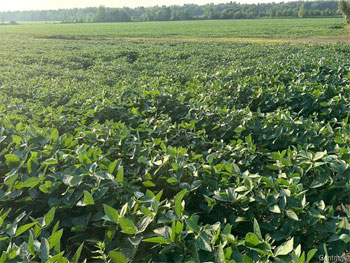 Gestion David Couture inc. / Gestion Sara de Grady (Sutton) Terre agricole À vendre