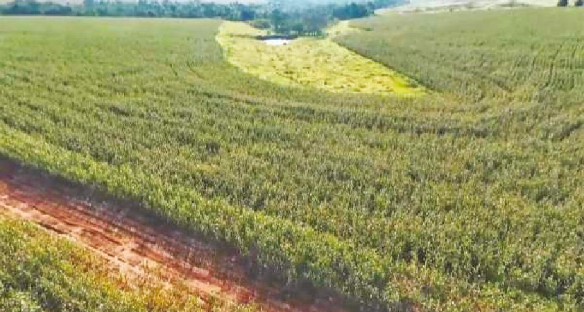 Dyane Cotnoir, Courtage agricole Agricultural land For sale