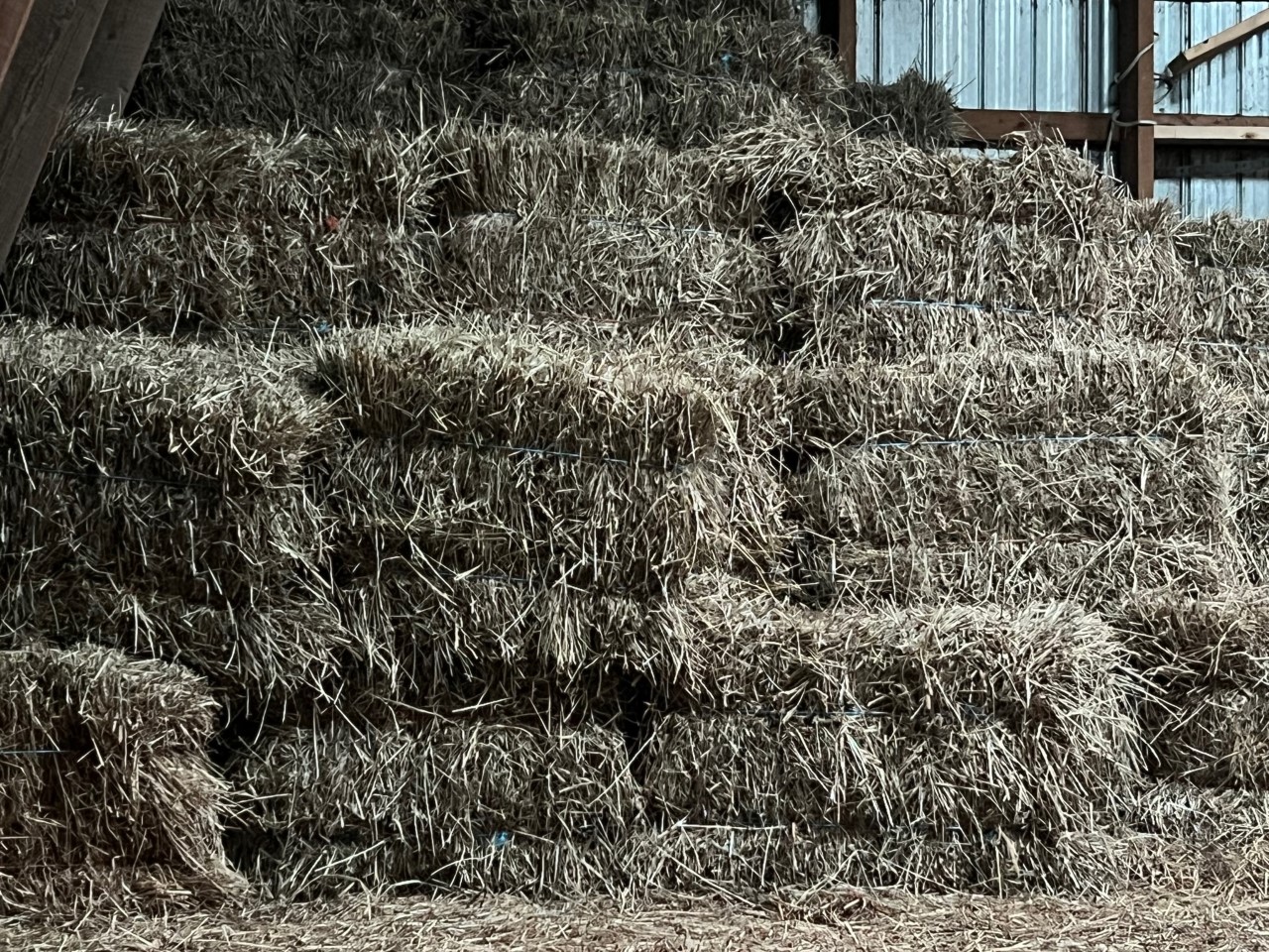 Petites balles secs de foin production 2022 sans poussière